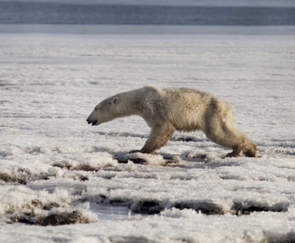 러시아 극동 캄차카 반도의 틸리치키 마을 인근에서 16일(현지시간) 앙상한 몸을 한 북극곰이 발견됐다. 이 북극곰은 먹이를 찾아 서식지로부터 무려 700km나 떨어진 이 곳으로까지 온 것으로 추정되고 있다.