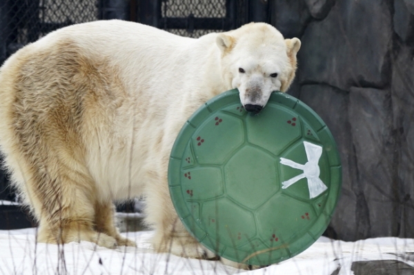 25일(현지시간) 미 미네소타주 세인트폴의 코모파크 동물원에서 북극곰 한 마리가 크리스마스 장난감을 입에 물고 놀고 있다./뉴시스
