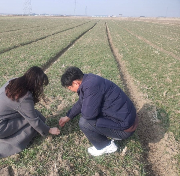 전북농기원 관계자들이 생육재생기를 맞은 맥류의 생육 상태를 확인하고 있다.